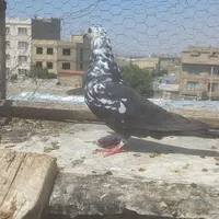 کفتر|پرنده|ماهدشت, |دیوار