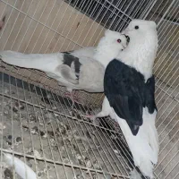 جفت پشت