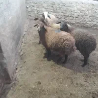 ۴ عدد بره نر|حیوانات مزرعه|گل تپه, |دیوار