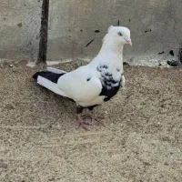 دم سیاه نر جوون