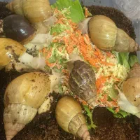 حلزون آچاتینا پیش مولد