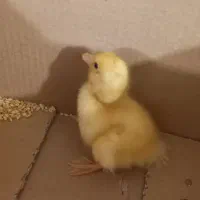 اردک|حیوانات مزرعه|مسجد سلیمان, |دیوار