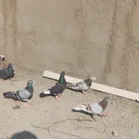 کبوتر گنبد،پرشی