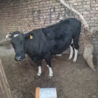 گاو دو رگه|حیوانات مزرعه|زیرکوه, |دیوار