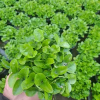 سبزه نارنج با این کیفت