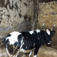 فروش یه گاو با یدونه گوساله نر