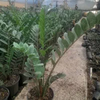 زاموفولیاسبز عمده