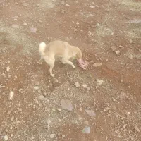 یک سگ پاکوتاه خانگی پامر|سگ|صوفیان, |دیوار