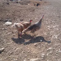 بوقلمون|حیوانات مزرعه|کوزران, |دیوار