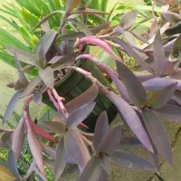 حراجی گل مریم|گل و گیاه طبیعی|سبزوار, توحیدشهر|دیوار