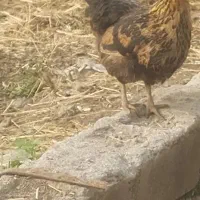 فروش اردک ،مرغ و خروس محلی|حیوانات مزرعه|ضیابر, |دیوار