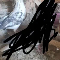کبوتر پرشی