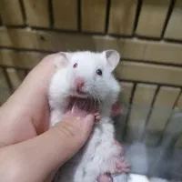 همستر بازیگوش|موش و خرگوش|مشهد, سرافرازان|دیوار