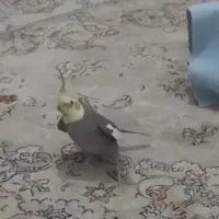 دو عدد عروس هلندی