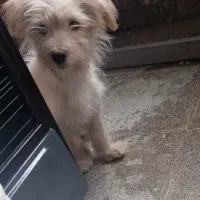 شیتزوکراس ماده