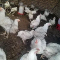 مرغ گوشتی