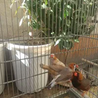 چهار عدد فنچ کینگ اروپایی با کیفیت بالا