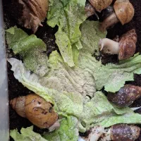 فروش حلزون(قیمت مناسب)|خزنده|بروجرد, |دیوار