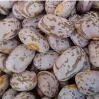 لوبیا دولتی یا ارتشی