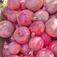 انار آبدار درجه یک