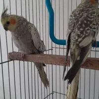 دو عدد عروس هلندی|پرنده|پاکدشت, پاکدشت (مامازند)|دیوار