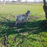 بزه ماده|حیوانات مزرعه|رشت, هلال احمر|دیوار