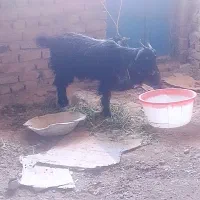 سلام بزفروشی هستن یا مشتری کنار میایم|حیوانات مزرعه|خاش, |دیوار