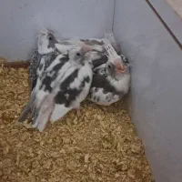 عروس هلندی رام خوشکل و سره حال