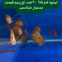 حراج دیسکس،دیسکس ارزان