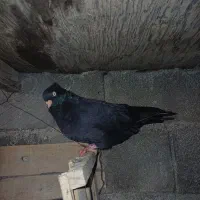 دو جفت زاق آبادانی درجه یک برا فروش