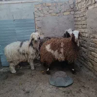 بره نر و ماده