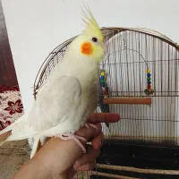 مواقب پرنده شما