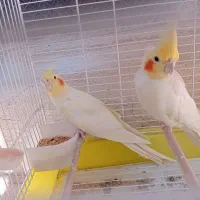 یک عدد عروس هلندی گم شده