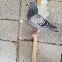 کبوتر هزار نشسته|پرنده|خورموج, |دیوار
