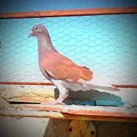 غوره ای پلاکی مسجدی