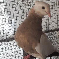 کبوتر طوقی کرمانشاهی|پرنده|بندر دیر, |دیوار