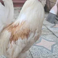 خروس لهستانی