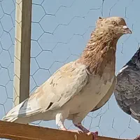 کبوتر سرور زرد کاکلی(جفت)