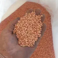 بذر گندوم|کلکسیون سکه، تمبر، اسکناس|مشگین شهر, |دیوار