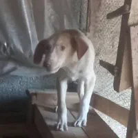 توله پوینتر شکاری|سگ|رودسر, |دیوار