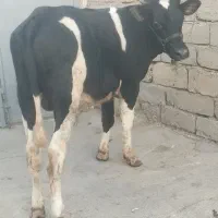 گاو یا گوساله نر هلشتاین اصیل طلای ناب
