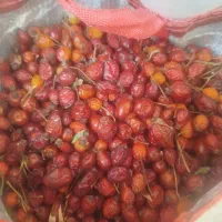 گلدیح(میوه نسترن)