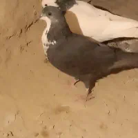 کبوتر ریش