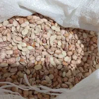 لوبیا چیتی شکسته