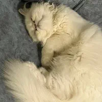 گربه پرشین سوپر فلت ماده عقیم شده|گربه|تهران, ائمه اطهار|دیوار