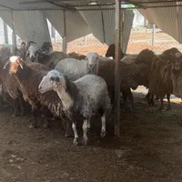 فروش دام زنده با قیمت استثنایی|حیوانات مزرعه|رشت, شهرک آیت الله منتظری|دیوار