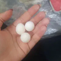 چهار عدد تخم عروس هلندی نتفه دار