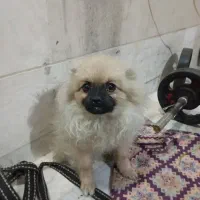 سگ پامرانین|سگ|تهران, فرزانه|دیوار