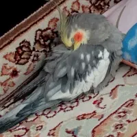 عروس هلندی گمشده|پرنده|دهگلان, |دیوار