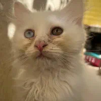 گربه هیمالین پرشین